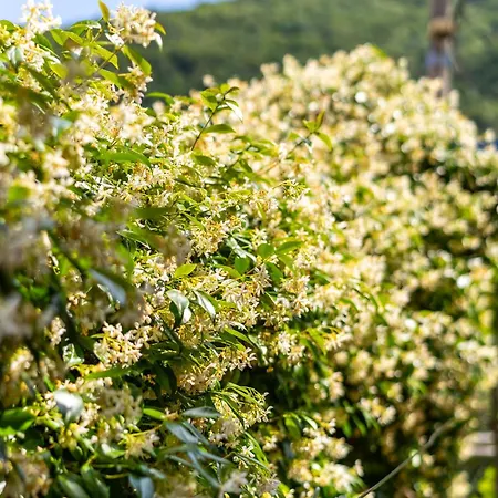 Casa Porozina - Cozy & - Paradise 300m * Cres